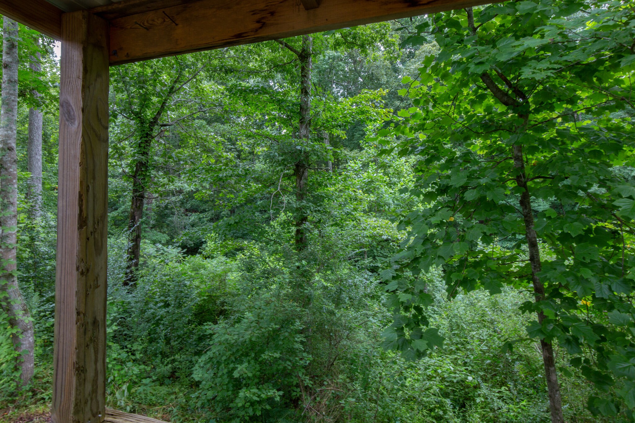 6571 Wesley Ridge Road Lyles, TN 37098 - Photo 23 of 23 a view of a lush green forest