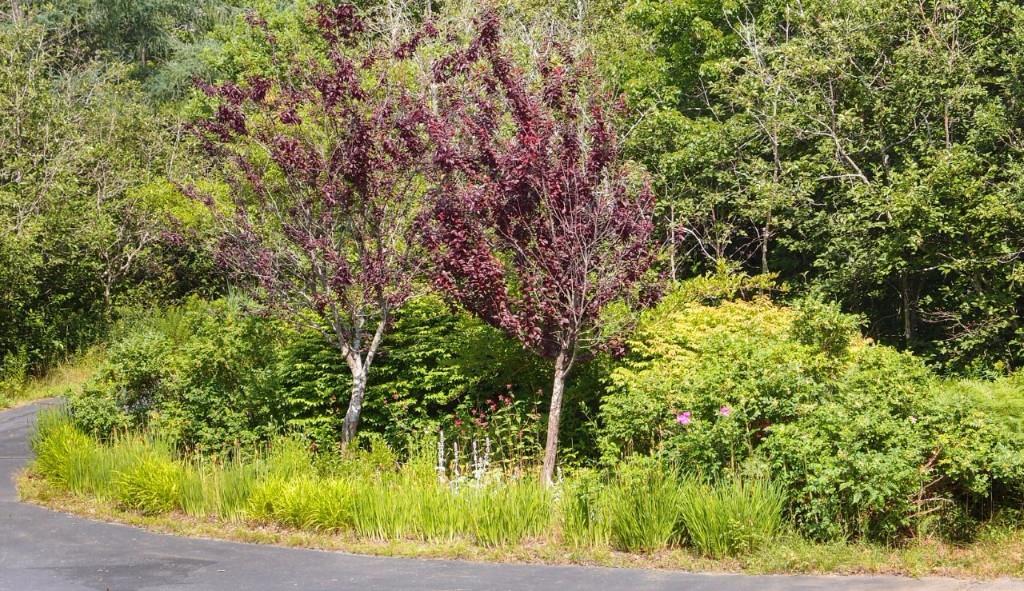 174 Kelleytown Road Tremont, ME 04612 - Photo 10 of 10 Nice mix of trees yet open enough to...
