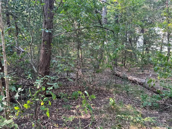 a view of forest