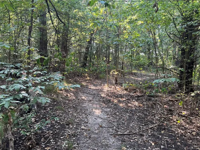 a view of a forest with trees in the background