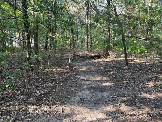 a view of a forest with trees in the background
