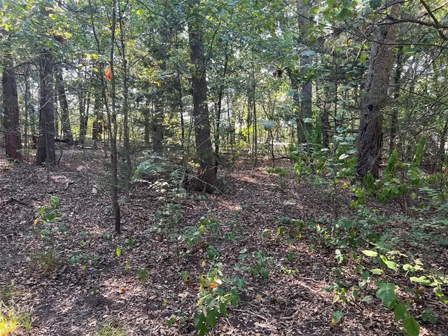 a view of a forest with trees