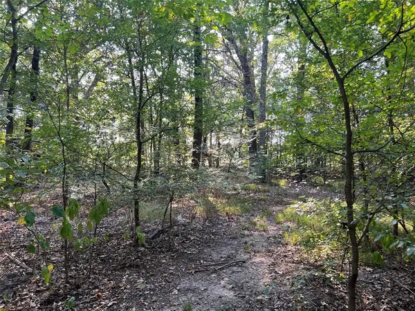 a view of a forest with trees in the background