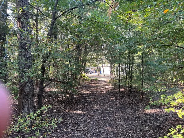 a view of a forest with trees