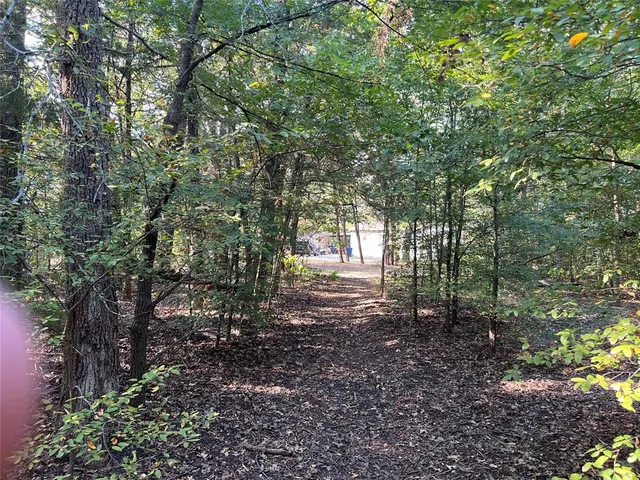 a view of a forest with trees