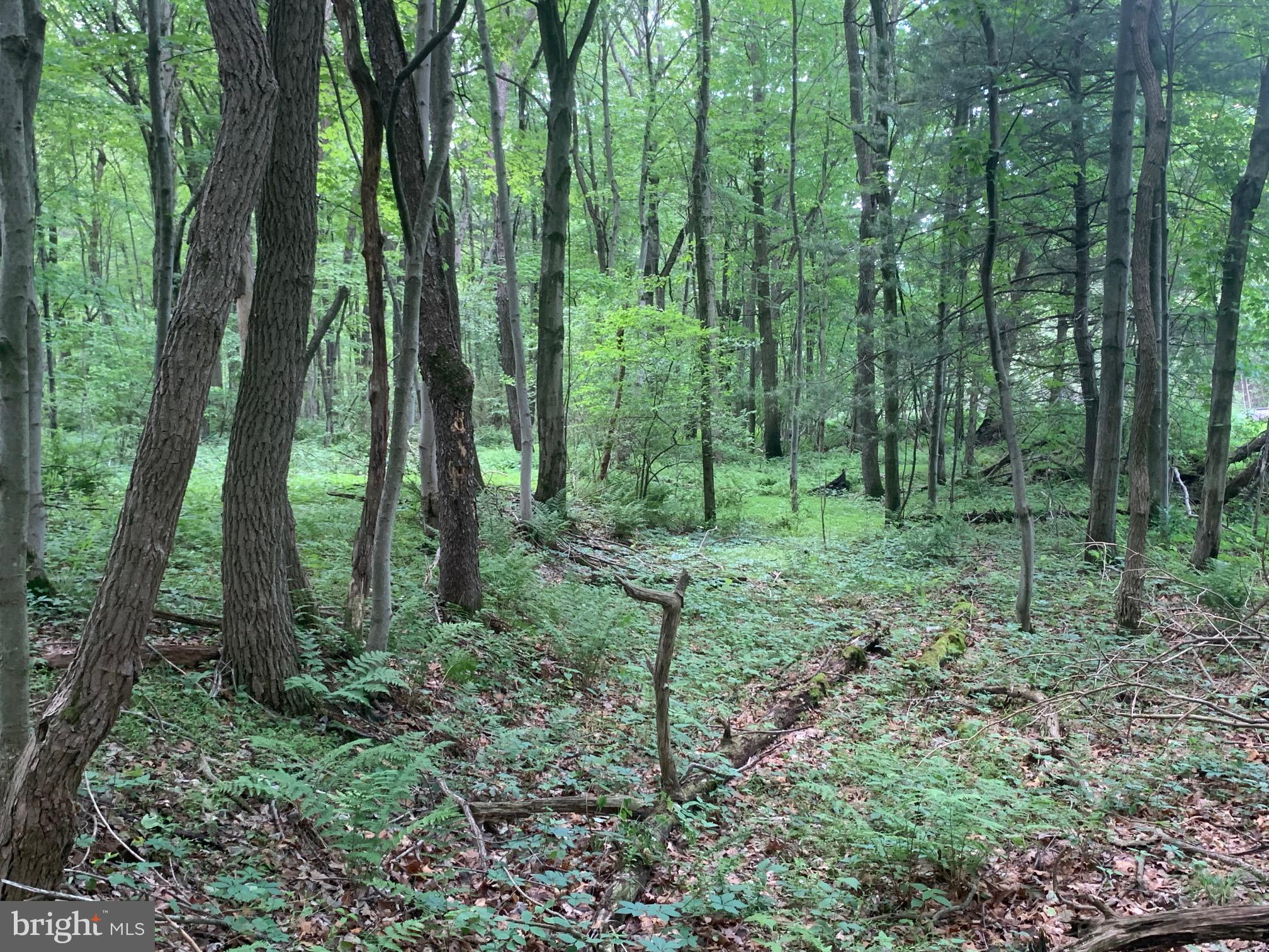 a view of a forest