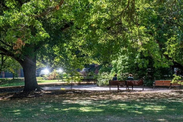 a view of a yard with a tree