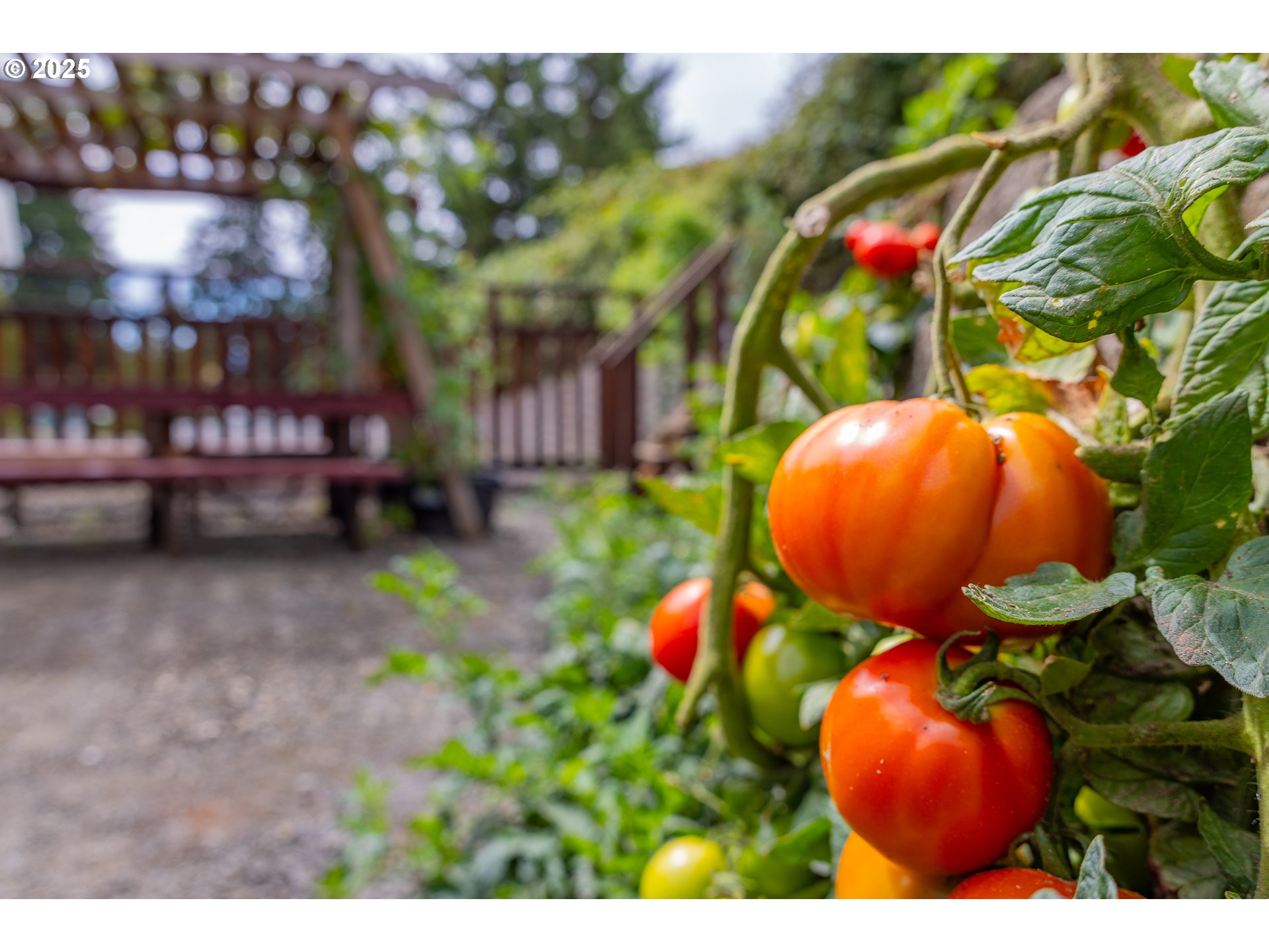 1873 East Cedar Street Myrtle Point, OR 97458 - Photo 3 of 27 a view of a bunch of flowers