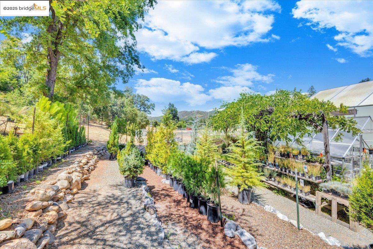 88 Highway 4 Murphys, CA 95247 - Photo 14 of 49 a view of a yard with plants and large trees