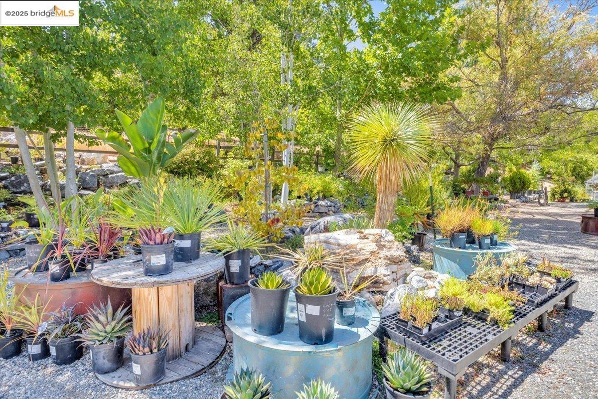 88 Highway 4 Murphys, CA 95247 - Photo 17 of 49 a view of a swimming pool with some potted plants and large trees