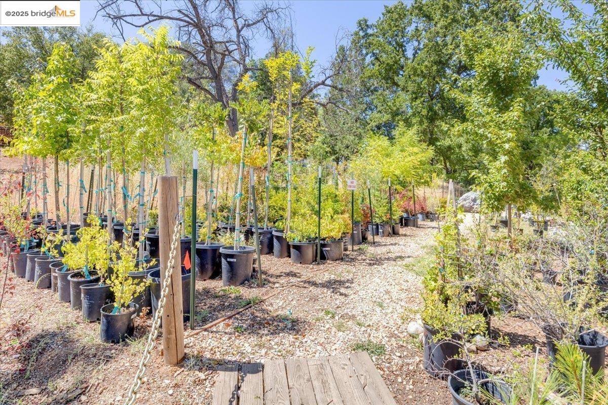 88 Highway 4 Murphys, CA 95247 - Photo 22 of 49 a view of garden with patio