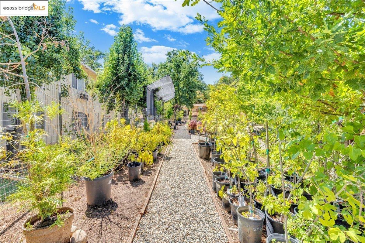 88 Highway 4 Murphys, CA 95247 - Photo 25 of 49 a view of a pathway with plants