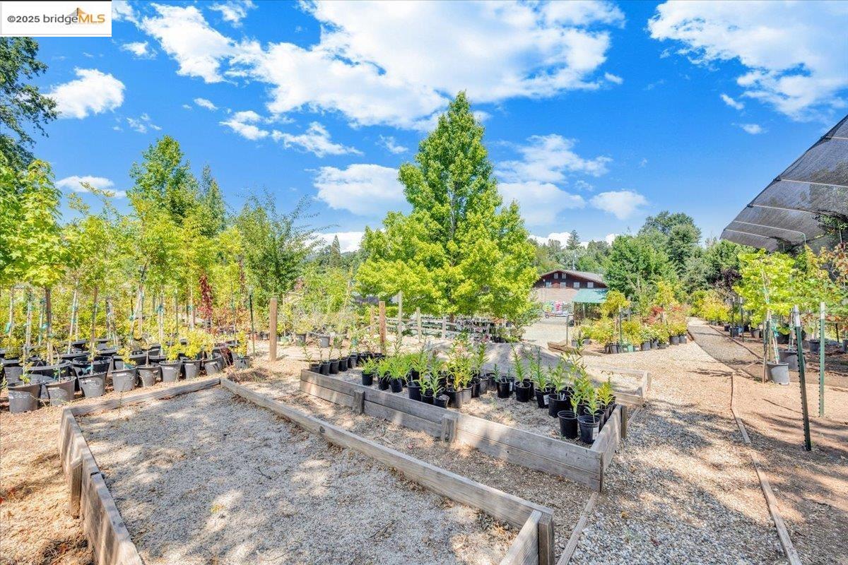 88 Highway 4 Murphys, CA 95247 - Photo 29 of 49 a row of flower plants and trees in the background