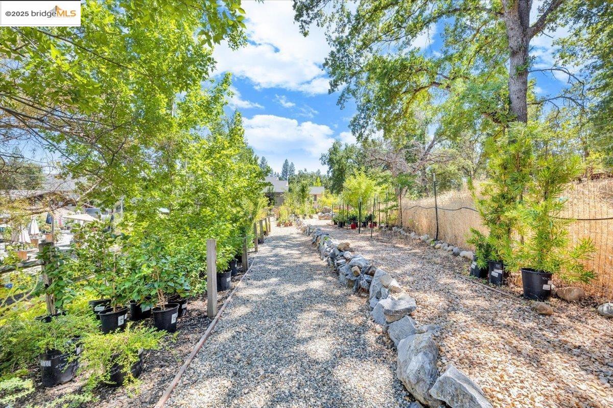 88 Highway 4 Murphys, CA 95247 - Photo 31 of 49 a view of a yard with plants and trees