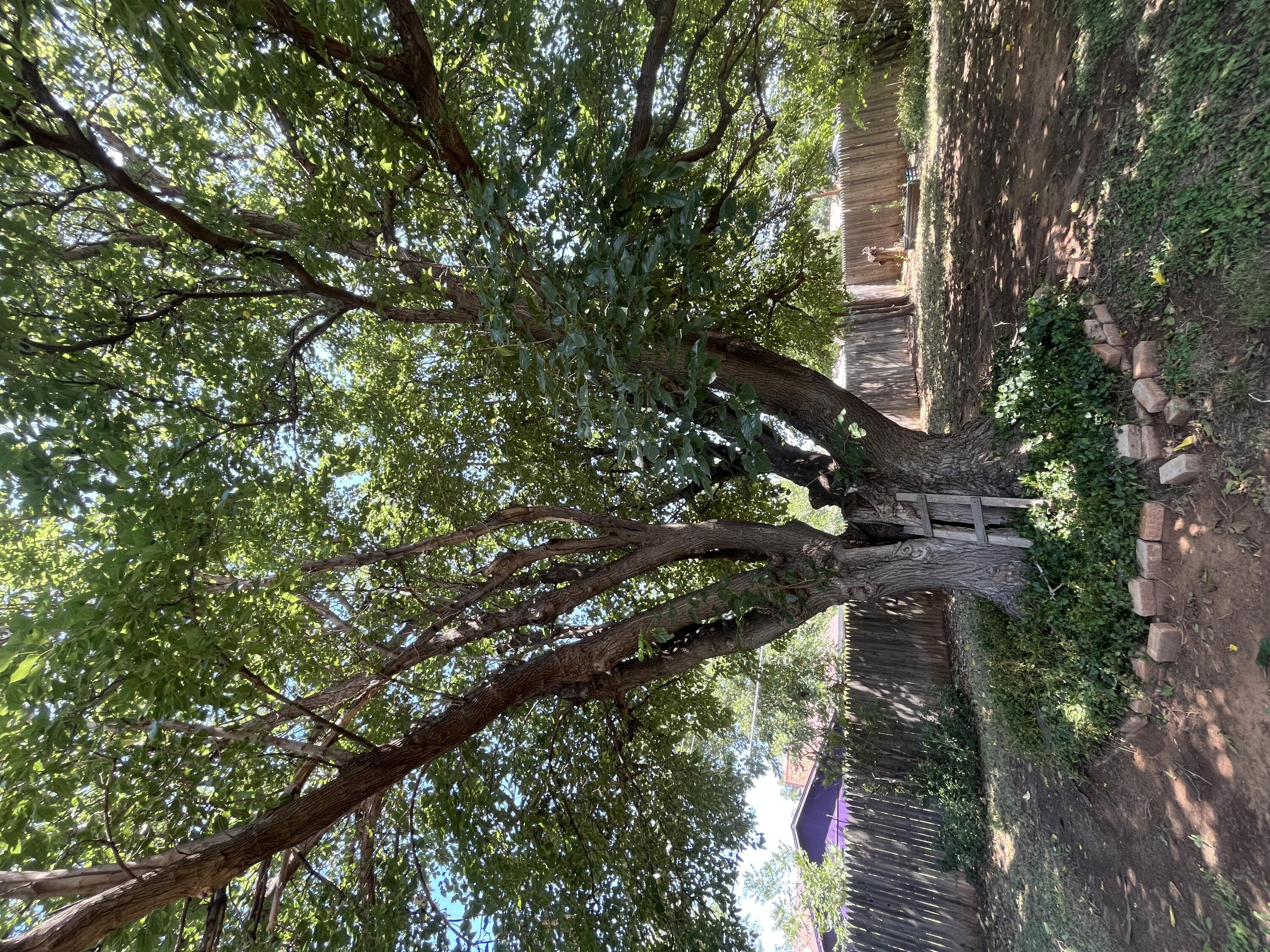 3614 56th Street Lubbock, TX 79413 - Photo 30 of 30 a backyard of a house with lots of green space