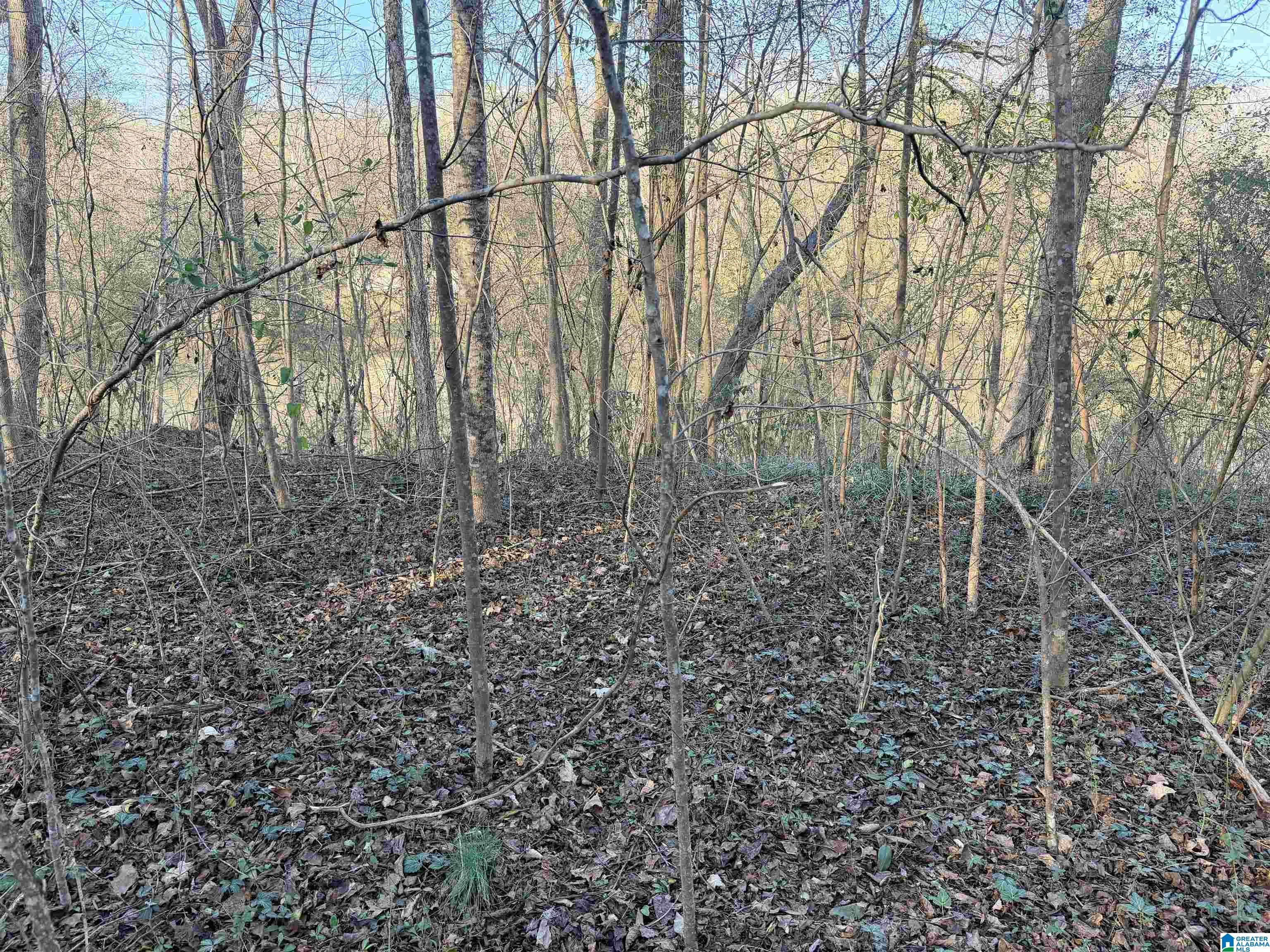 1 Scott Road Cordova, AL 35550 - Photo 3 of 5