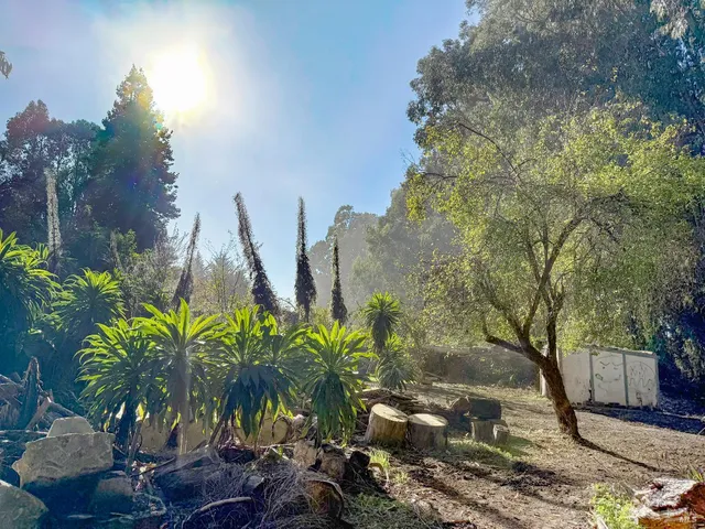 a plant that is in front of a yard