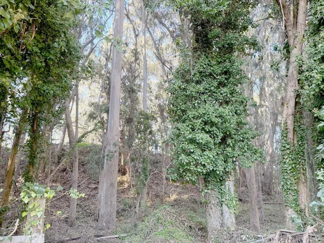 a view of a forest with trees