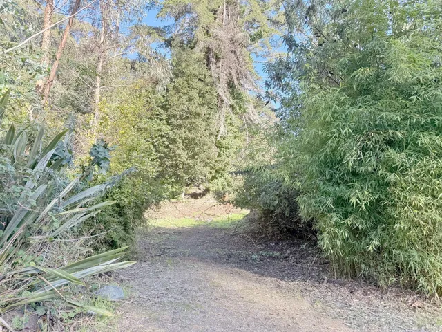 a view of a yard with a tree