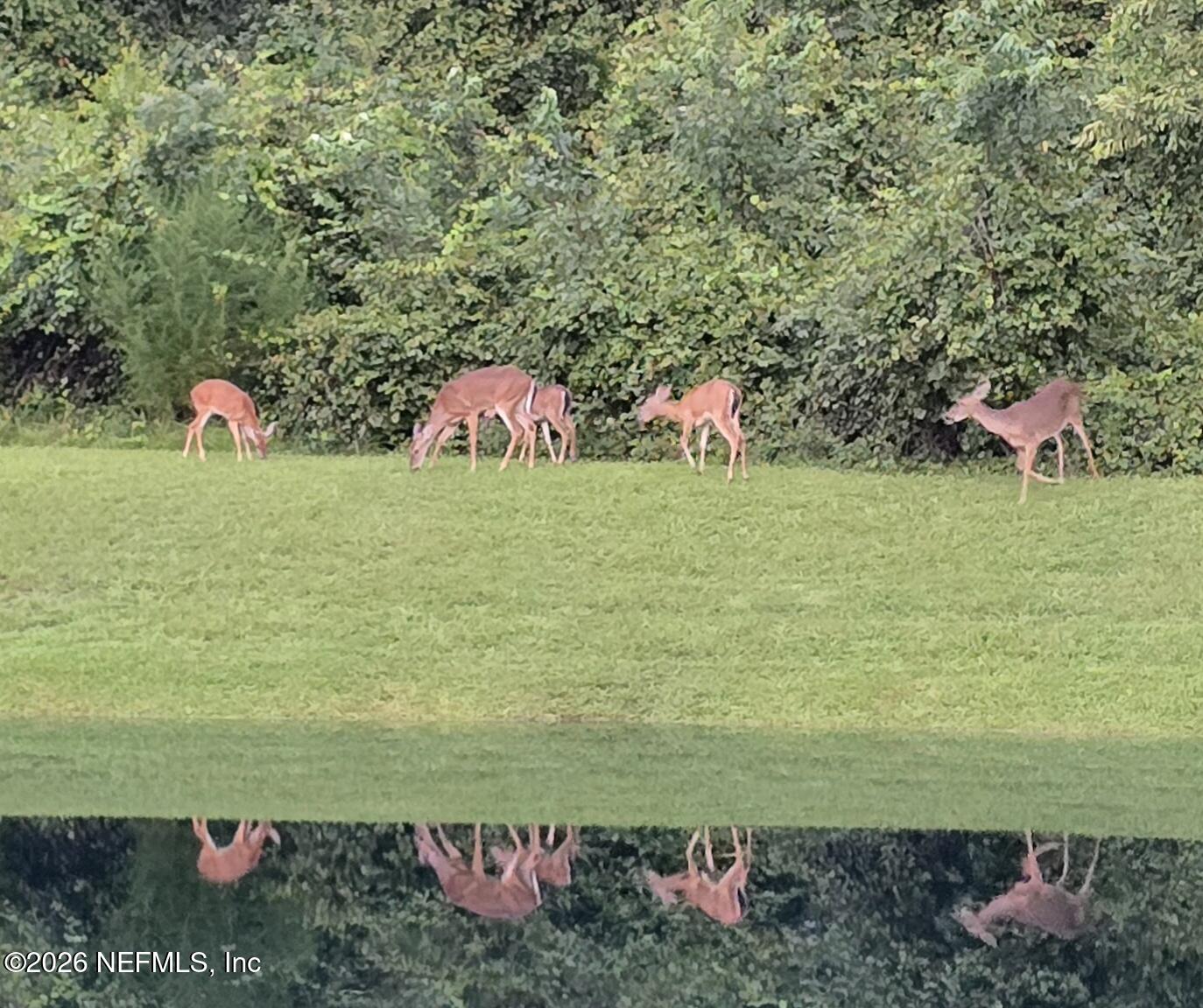 862440 North Hampton Club Way Fernandina Beach, FL 32034 - Photo 42 of 50 Deer Family on Bank Water Reflection