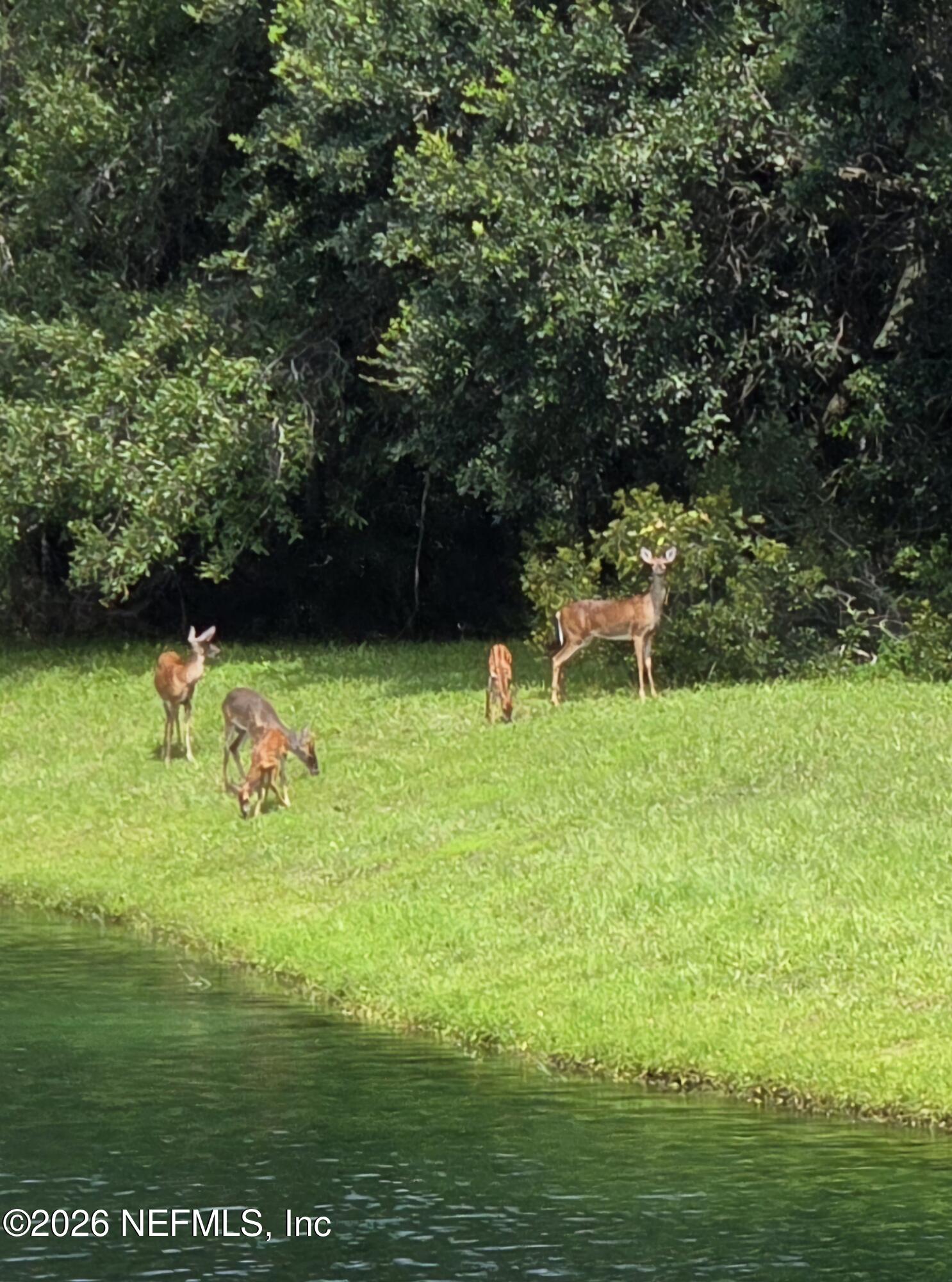 862440 North Hampton Club Way Fernandina Beach, FL 32034 - Photo 43 of 50 Deer Family on Bank