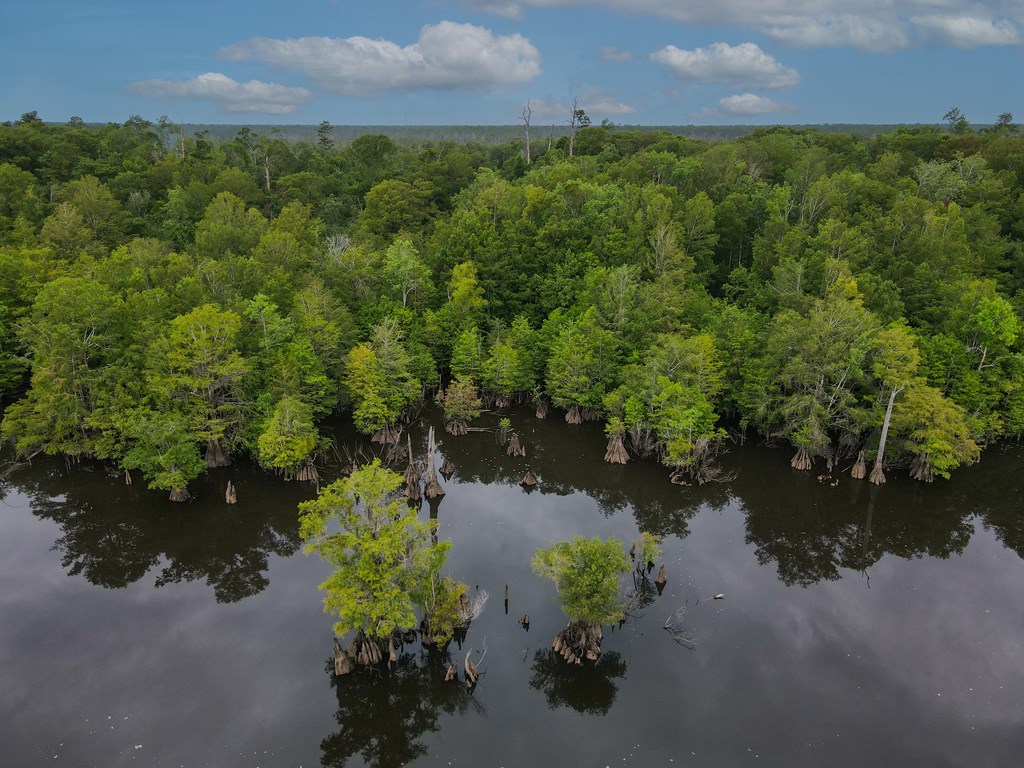 Tbd Bea Bea Road Wewahitchka, FL 32465 - Photo 6 of 9