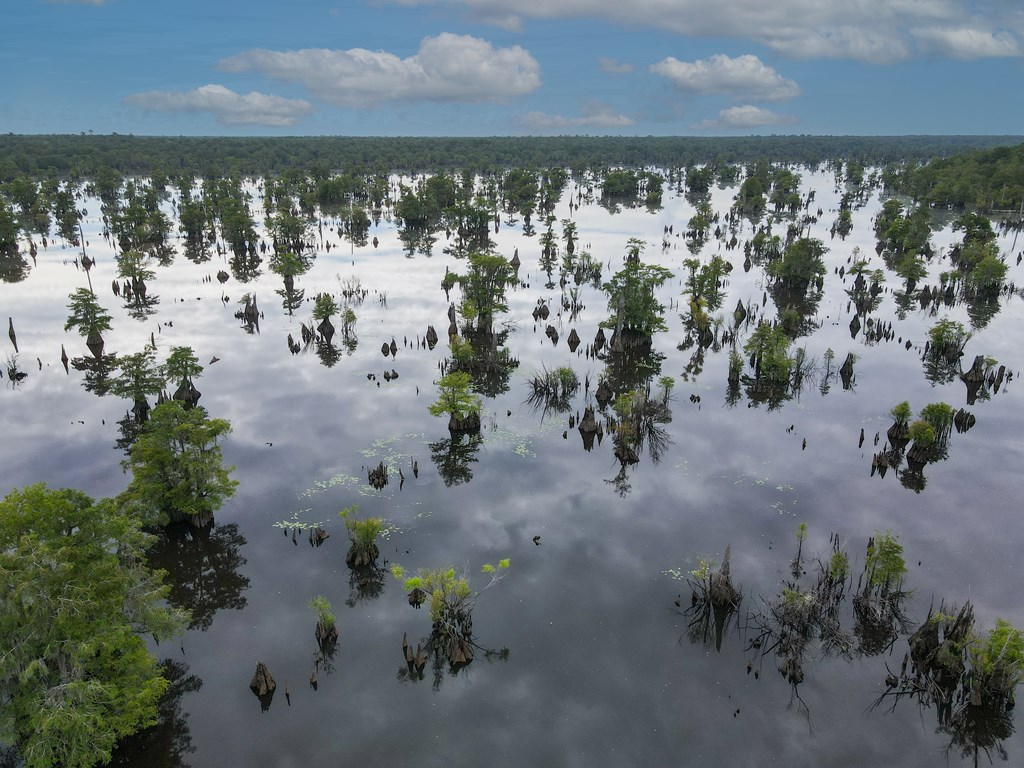 Tbd Bea Bea Road Wewahitchka, FL 32465 - Photo 7 of 9