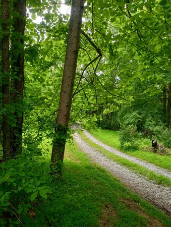 a view of a yard with a tree