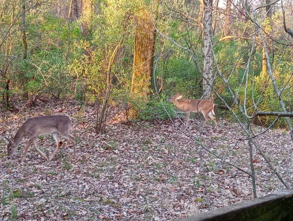 a view of a yard
