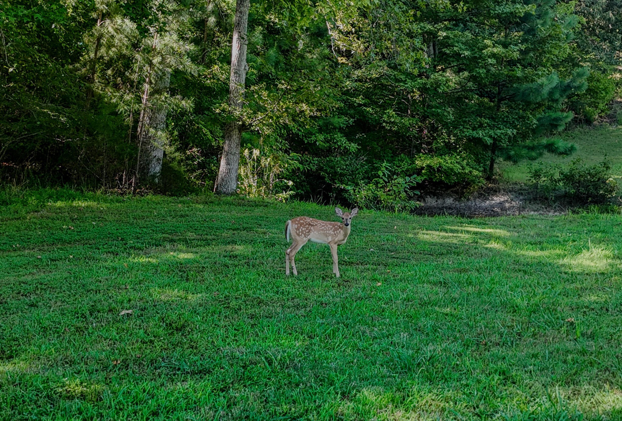 1450 Cottonport Ridge Road Decatur, TN 37322 - Photo 53 of 55