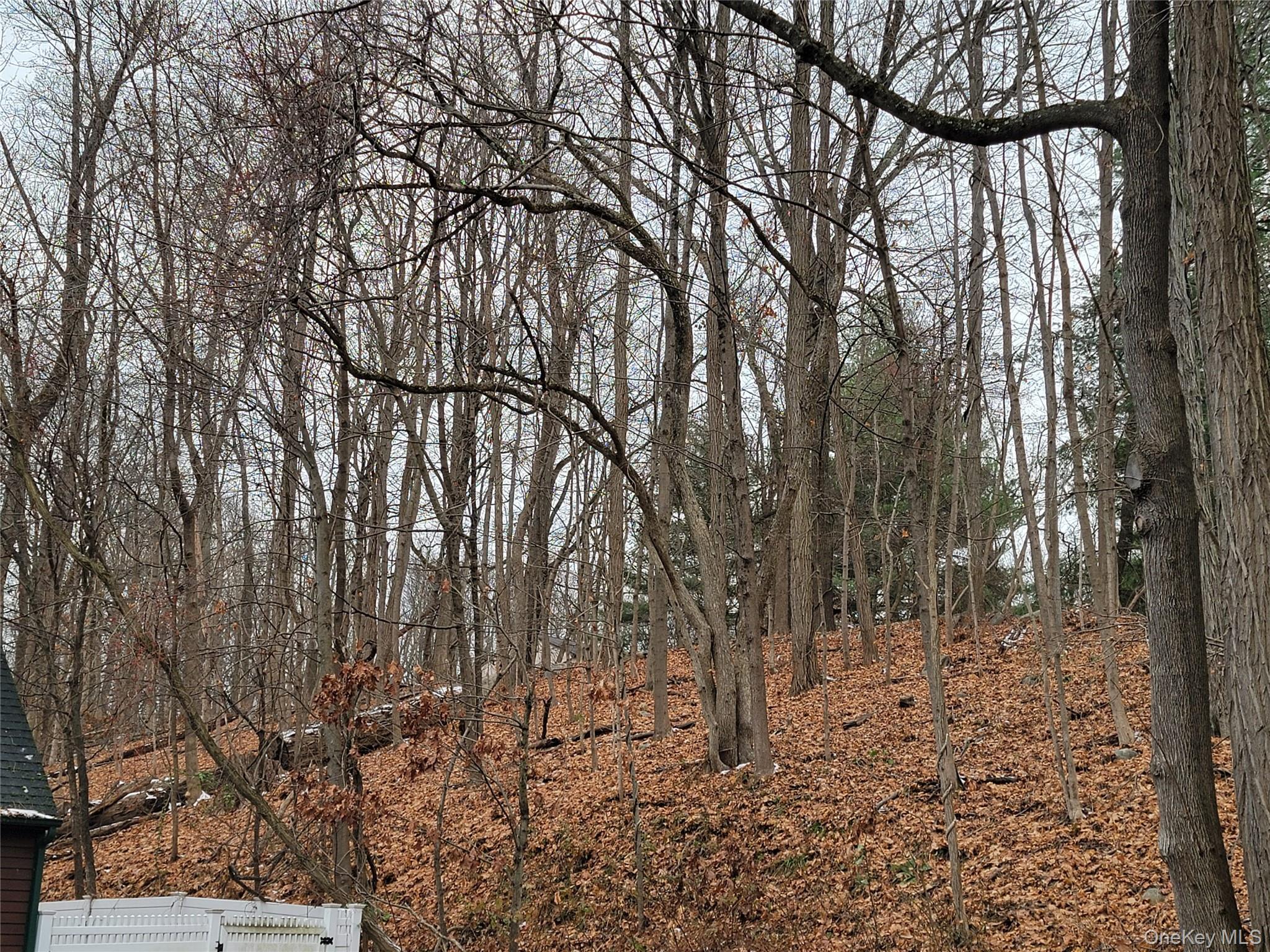 4 Greenlawn Road Cortlandt Manor, NY 10567 - Photo 25 of 26 a view of a forest filled with trees