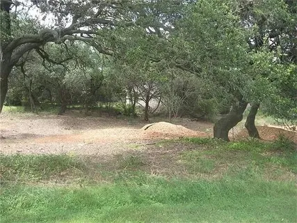 a view of a tree in a yard