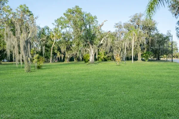 a view of a trees in a park