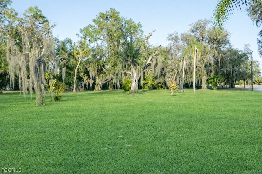 a view of a trees in a park