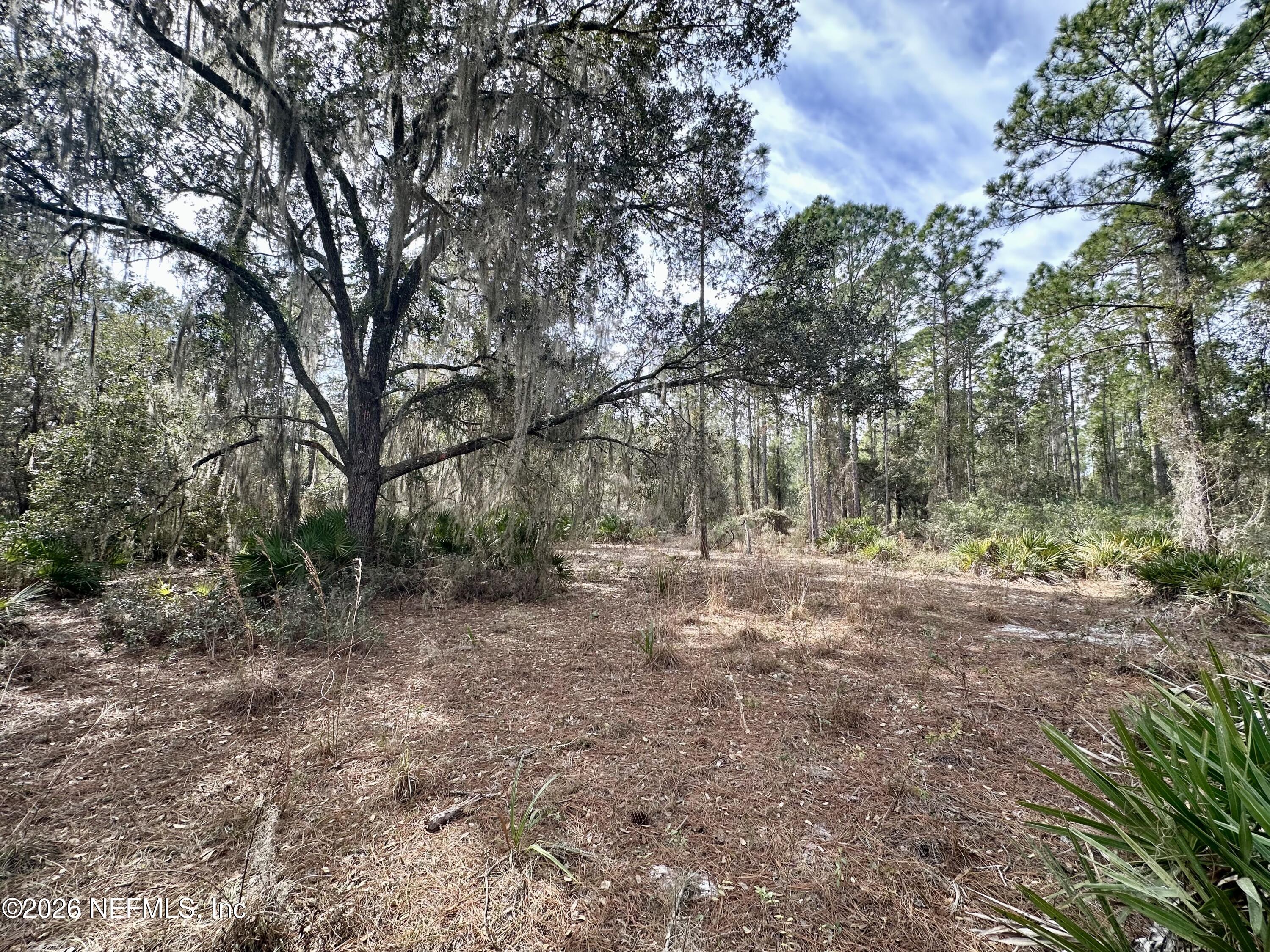 229 Marie Avenue Georgetown, FL 32139 - Photo 2 of 14 a view of a forest with trees in the background