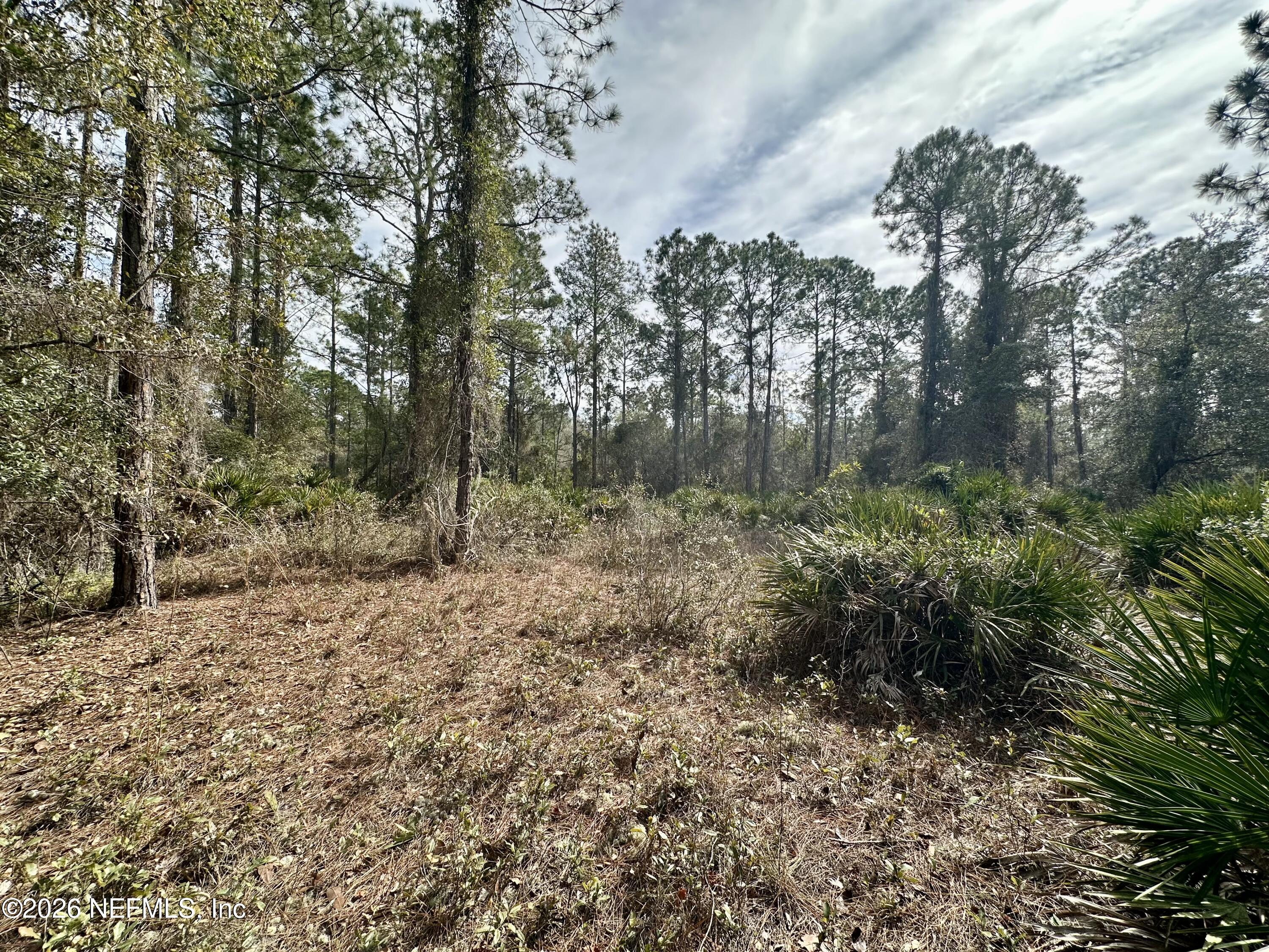 229 Marie Avenue Georgetown, FL 32139 - Photo 3 of 14 a view of a forest with trees in the background