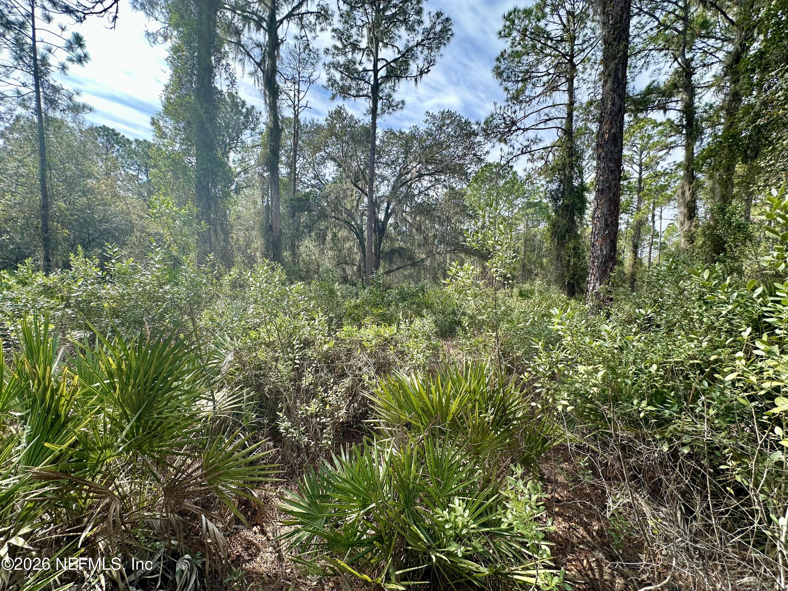 229 Marie Avenue Georgetown, FL 32139 - Photo 4 of 14 a view of a forest with lots of trees