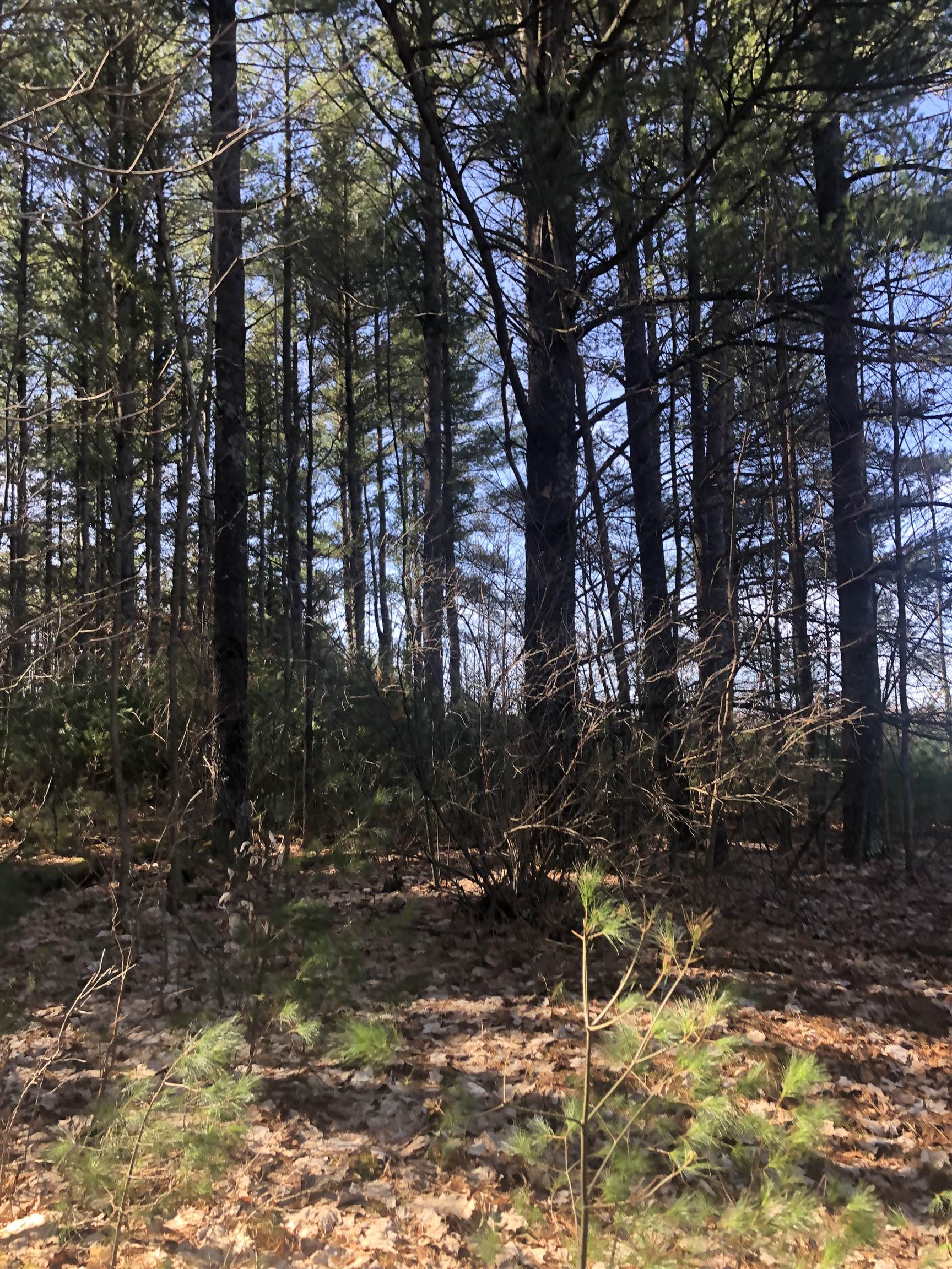 9 South 9 Mile Road Copemish, MI 49625 - Photo 21 of 35
