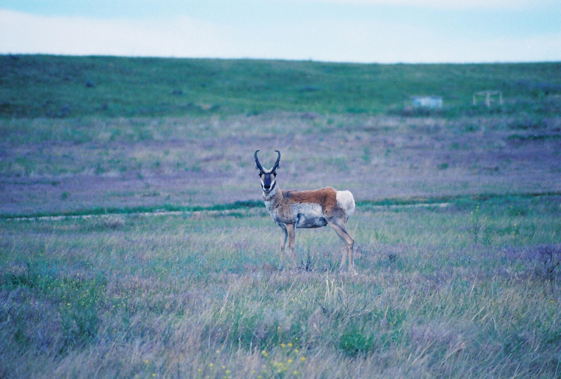 593 Lower Prairie Dog Road Sheridan, WY 82801 - Photo 42 of 142 FH000001