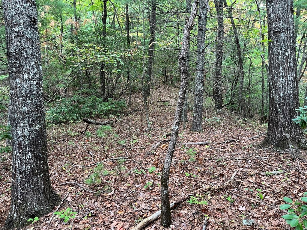 Tbd Burrell Mountain Road Murphy, NC 28906 - Photo 10 of 28