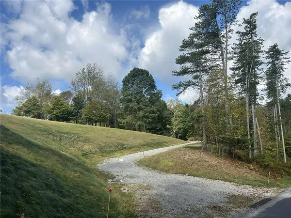 a view of a dry yard with trees