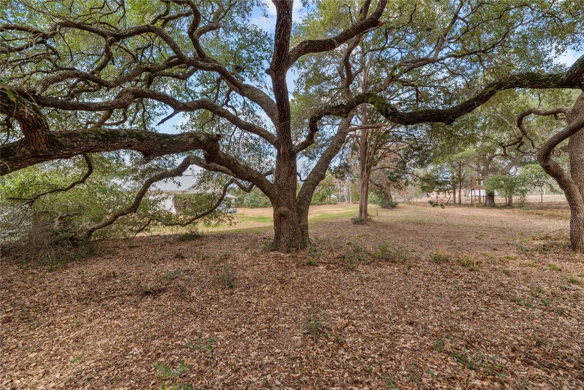 2051 Hillview Road Bellville, TX 77418 - Photo 41 of 47 Majestic trees throughout the property.