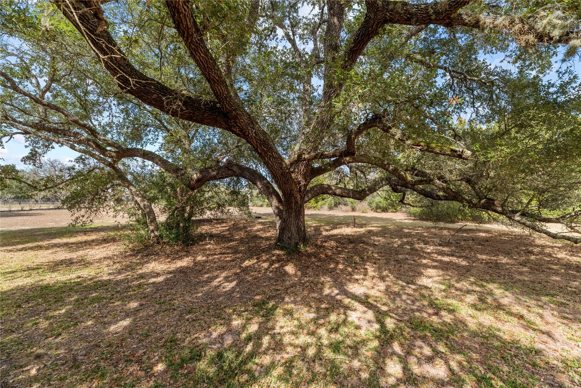 2051 Hillview Road Bellville, TX 77418 - Photo 42 of 47 Peaceful shade beneath sweeping oak branches.