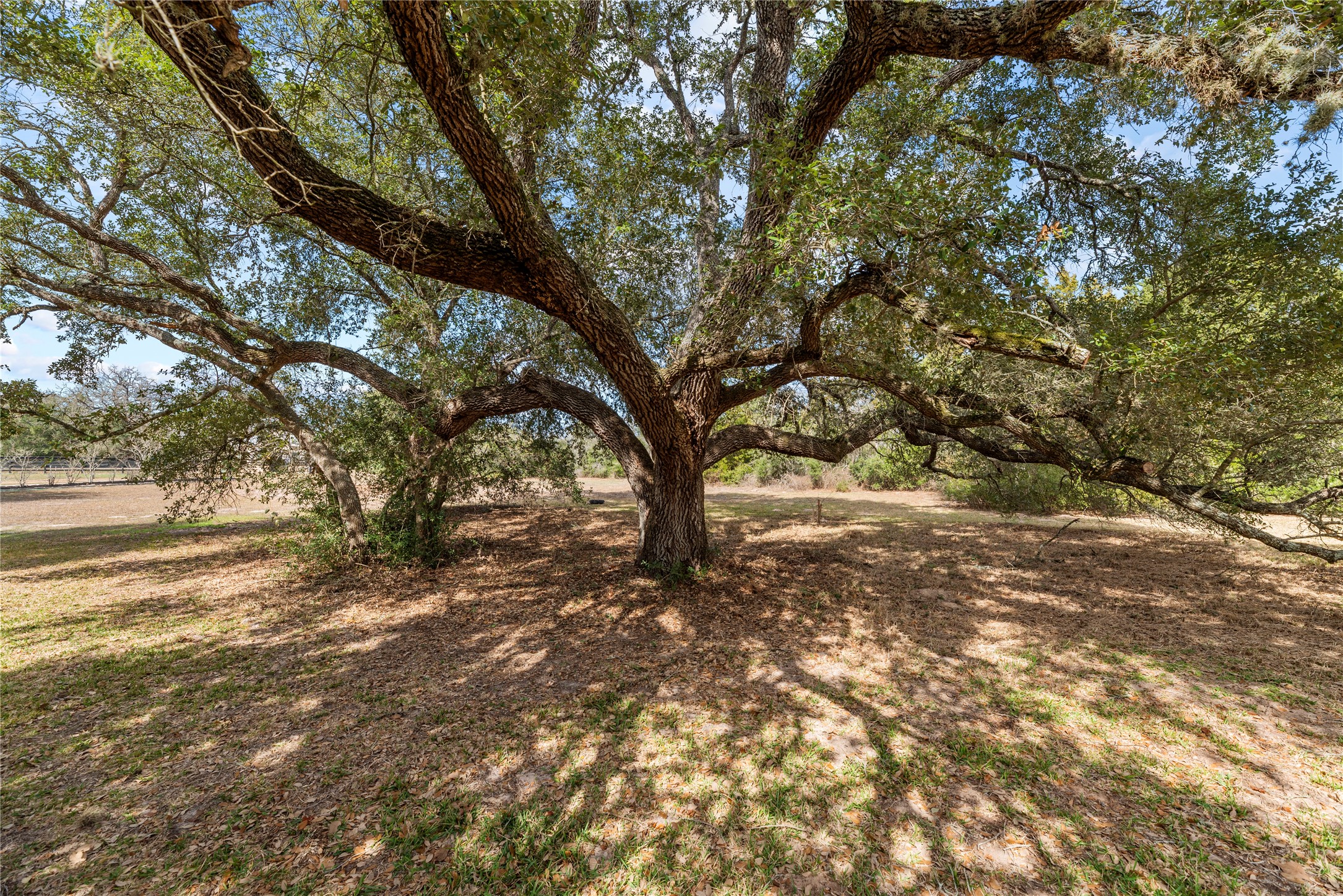 2051 Hillview Road Bellville, TX 77418 - Photo 42 of 47 Peaceful shade beneath sweeping oak branches.