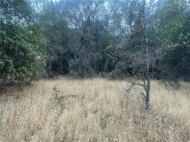 a view of a dry yard