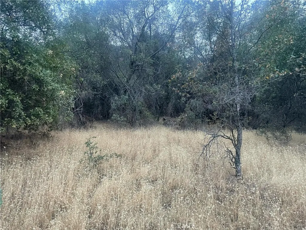 a view of a dry yard