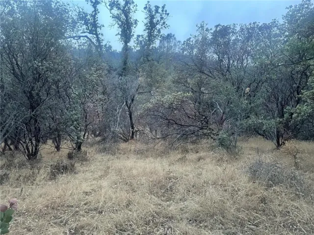 a view of a forest with trees in the background
