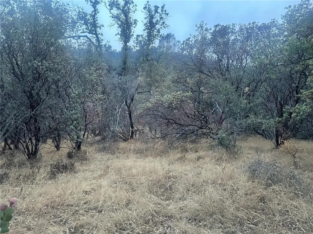 43020 Apache Rnch Road Ahwahnee, CA 93601 - Photo 12 of 19 a view of a forest with trees in the background