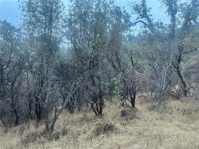 a view of a dry yard with trees in the background