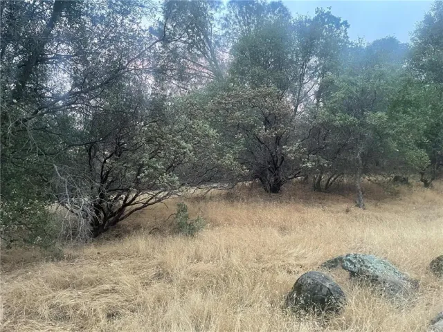 a view of a yard with trees